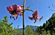 22 Giglio martagone (Lilium martagon)  con Tre Signori 